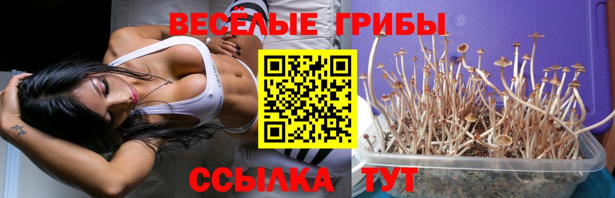 Галлюциногенные грибы прущие грибы Гусиноозёрск